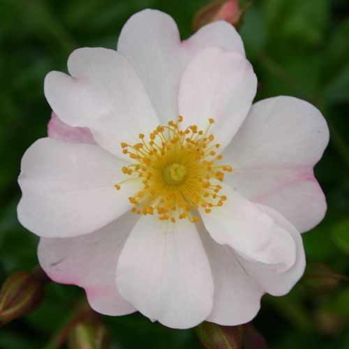 Vendita, rose Rosa Medeo® - rosa dal profumo discreto - Rose Tappezzanti - Rosa ad alberello - bianco - W. Kordes & Sons0 - 0